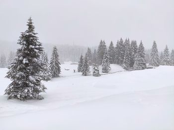 Pine trees on snow covered land against sky