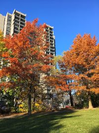 Trees against sky during autumn