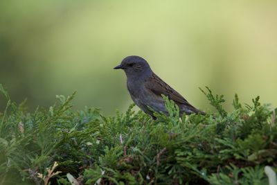 Close-up of bird perching on tree