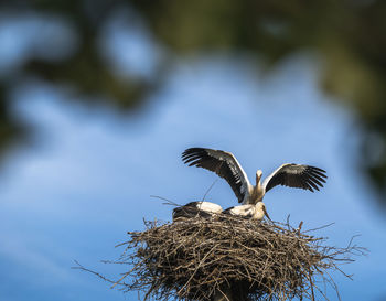 Low angle view of birds in nest
