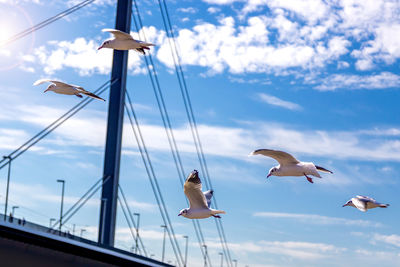 Low angle view of seagulls flying against sky