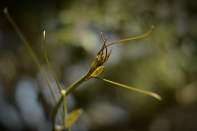 Close-up of plant against blurred background