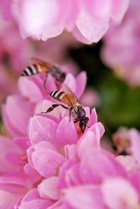 Close-up of bee pollinating on pink flower