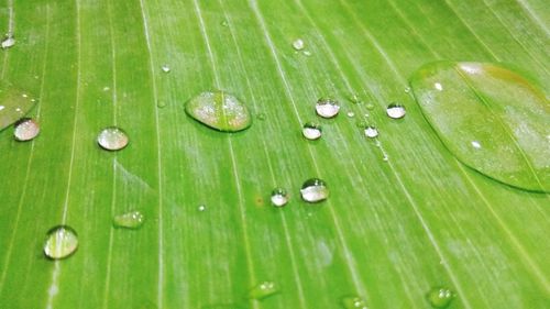 Close-up of water drops on leaves