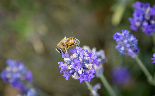 flowering plant