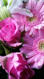 Close-up of pink flowers