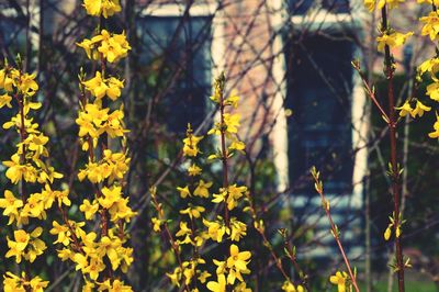 Close-up of yellow flowers