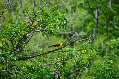 Low angle view of bird perching on tree