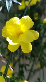 Close-up of yellow flower blooming outdoors