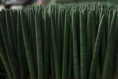 Full frame shot of green leaves