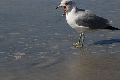 Side view of seagull on beach