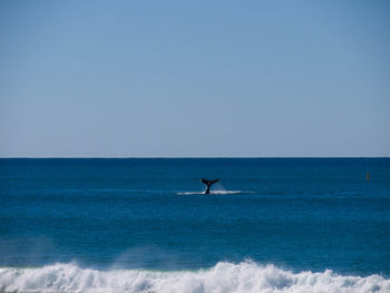 Humpback whale swimming in sea against clear blue sky