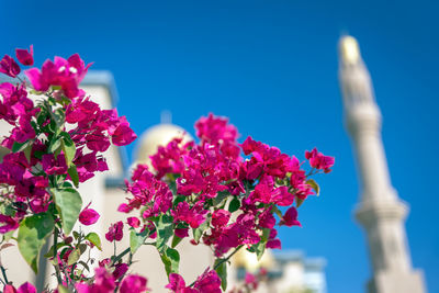 Close-up of pink flowering plants against blue sky