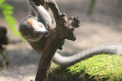 Close-up of a squirrel on tree