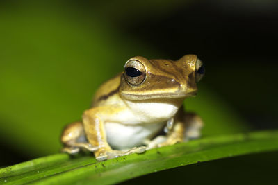 Frog from mulu national, park in borneo