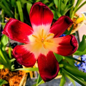 Close-up of red flowering plant