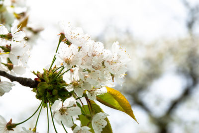 Close-up of white cherry blossoms in spring