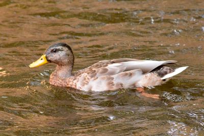 Close-up of duck swimming on lake