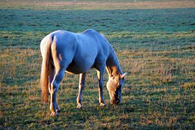 Horse grazing in a field