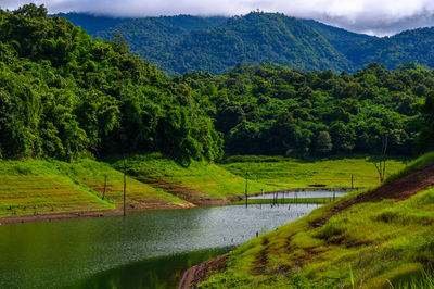 Scenic view of river amidst trees against sky