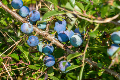 Close-up of berries growing on tree