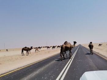 Horses on road against sky