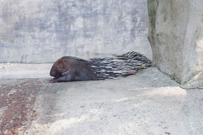 View of an animal sleeping on land