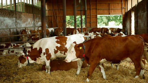 Cows standing in a farm