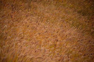 Full frame shot of crops on field