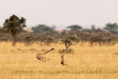 Cheetah chasing gazelle on field