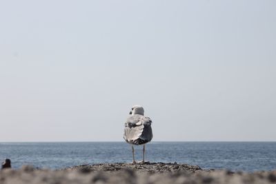 View of seagull on beach against the sky