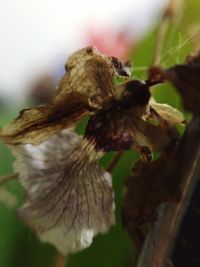 Close up of flower