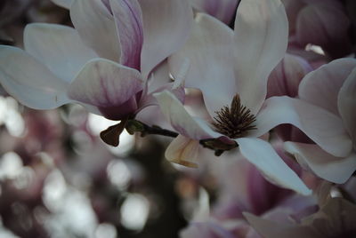 Close-up of pink magnolia