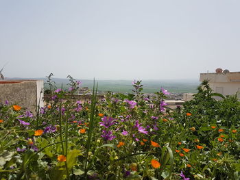 Flowering plants by land against clear sky