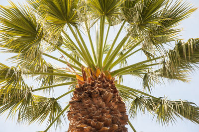 Low angle view of palm tree