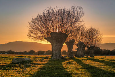 Tree on field against sky during sunset