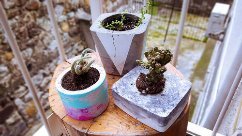 High angle view of potted plant on table