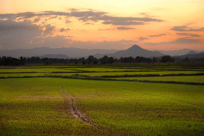 Scenic view of agricultural field against sky during sunset