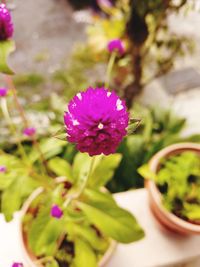 Close-up of pink flower in pot