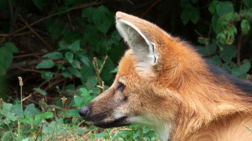 Close-up maned wolf in zoo munich looking away