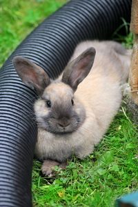 Close-up of a rabbit on field