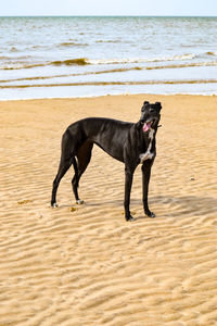 Dog running on beach by sea against sky