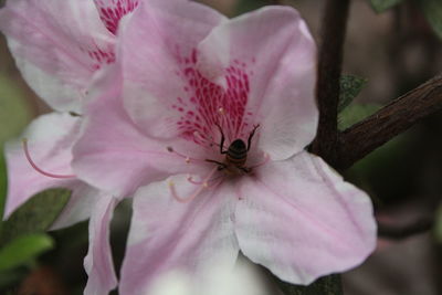 Close-up of pink cherry blossom