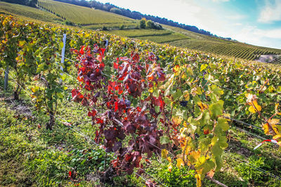 Red flowers growing in vineyard