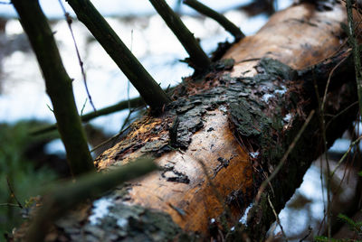 Close-up of damaged tree trunk in forest