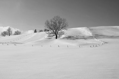 Trees on snow covered field against sky