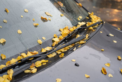 Yellow leaves on wet car glass