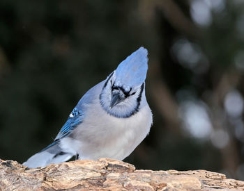 Close-up of bird perching on rock