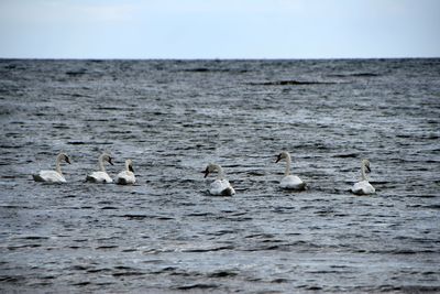 Seagulls in a sea