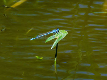 Butterfly on a lake
